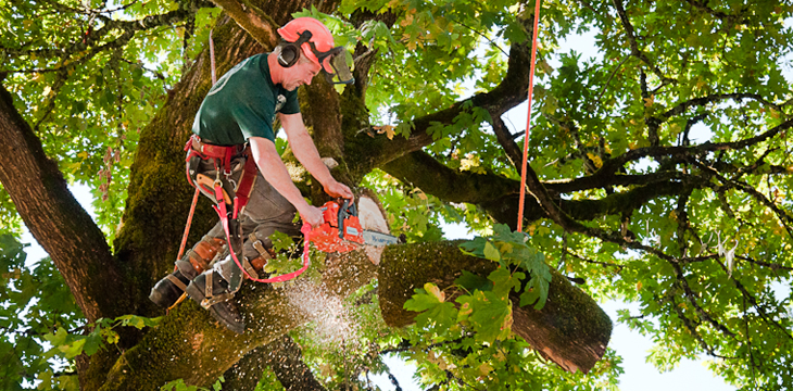 When to Hire Professional Arborist Services