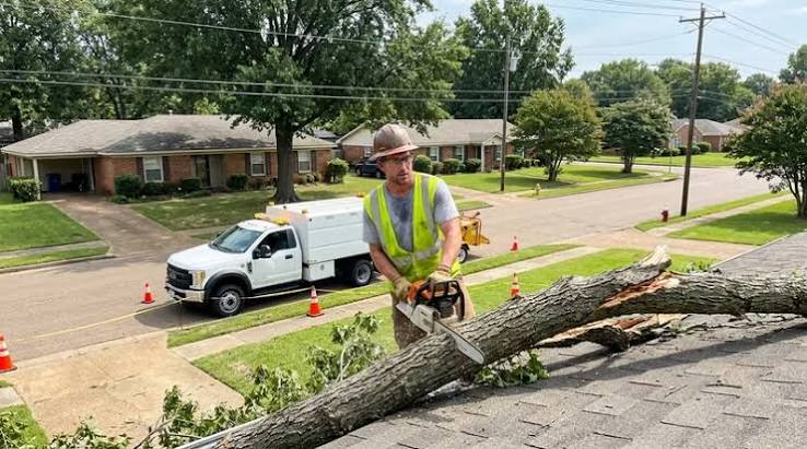 5 Best Tree Removal Services in Memphis - Discover safe removal of hazardous or unwanted trees